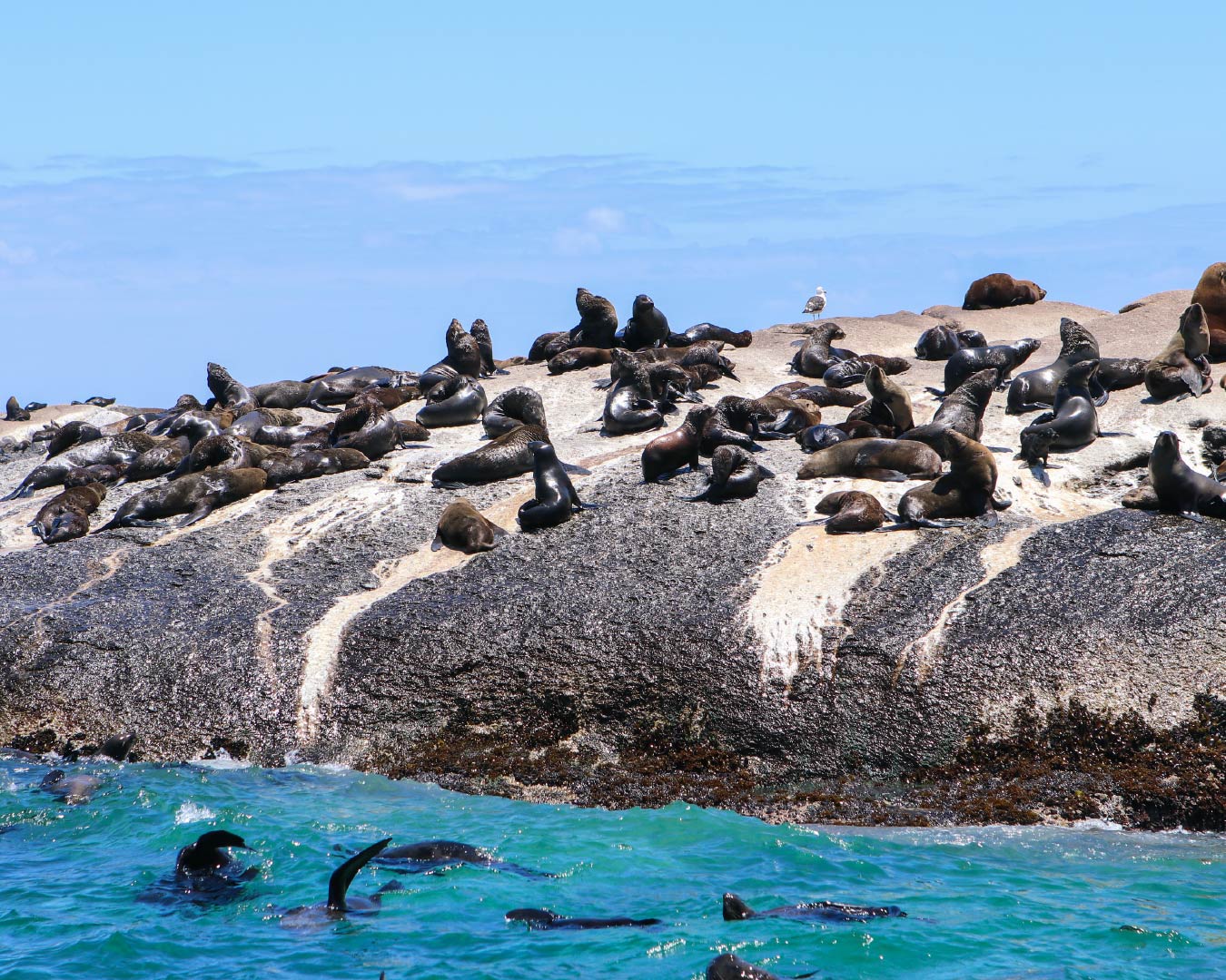 isla ballestas